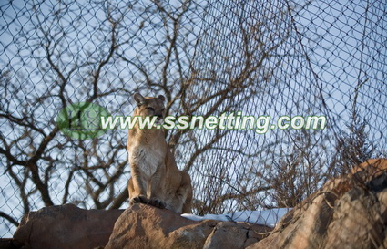 lion enclosure (7)-1.jpg